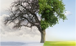 Balanced Scorecard / Operacjonalizacja strategii